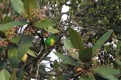 Chlorophonia occipitalis