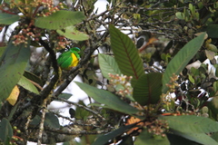 Chlorophonia occipitalis