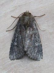 Apamea scoparia