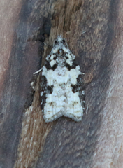 Acleris gloveranus