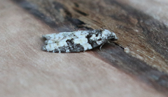 Acleris gloveranus