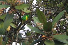 Chlorophonia occipitalis