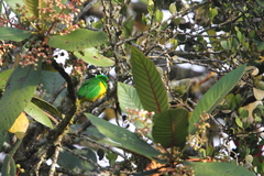 Chlorophonia occipitalis