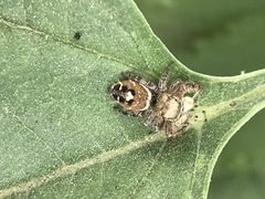 Phidippus mystaceus