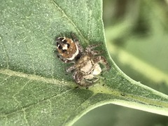 Phidippus mystaceus