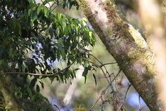 Vireo leucophrys