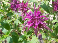Monarda media