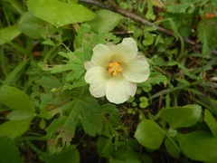Hibiscus richardsonii