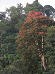 Spathodea campanulata