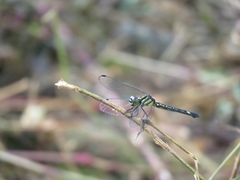 Hylaeothemis apicalis