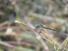 Hylaeothemis apicalis