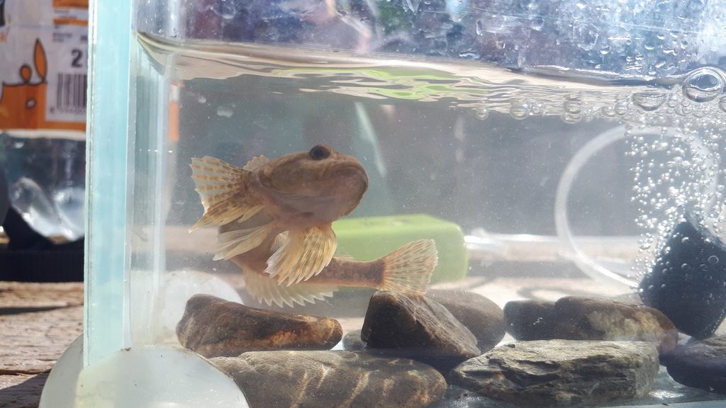Baltic Sculpin