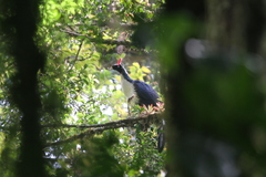 Oreophasis derbianus