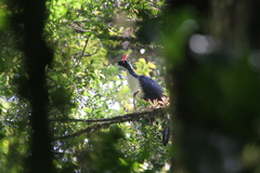 Oreophasis derbianus