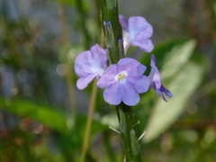 Stachytarpheta jamaicensis