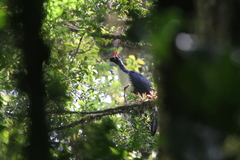 Oreophasis derbianus