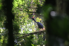 Oreophasis derbianus