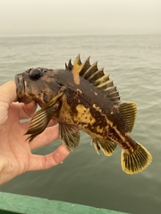 Sebastes chrysomelas