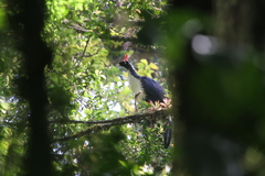 Oreophasis derbianus