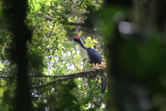 Oreophasis derbianus