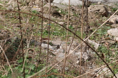 Lelecella limenitoides