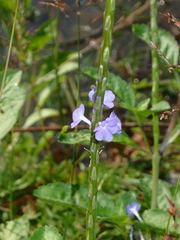 Stachytarpheta jamaicensis