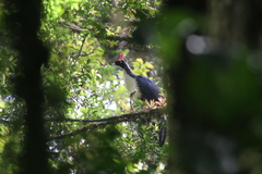 Oreophasis derbianus