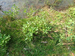 Stachytarpheta jamaicensis