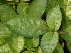 Stachytarpheta jamaicensis