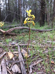 Diuris platichila