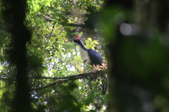 Oreophasis derbianus