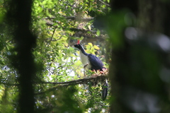 Oreophasis derbianus