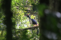 Oreophasis derbianus