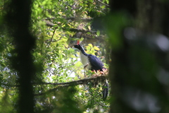 Oreophasis derbianus