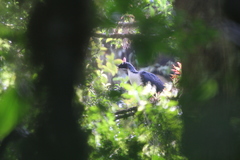 Oreophasis derbianus