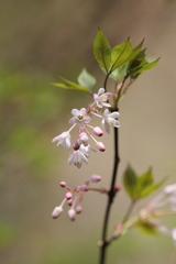 Staphylea holocarpa