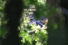 Oreophasis derbianus