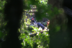 Oreophasis derbianus