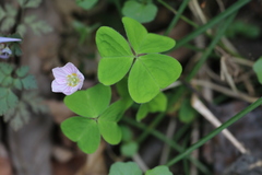Oxalis griffithii