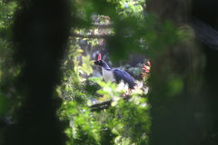 Oreophasis derbianus