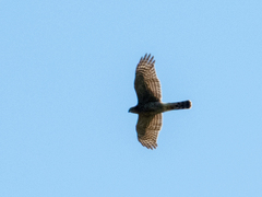 Accipiter nisus