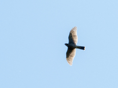 Accipiter nisus