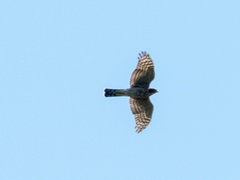 Accipiter nisus