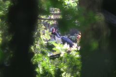 Oreophasis derbianus