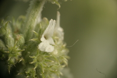 Parietaria officinalis