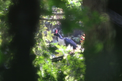 Oreophasis derbianus