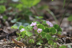 Oxalis griffithii