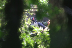 Oreophasis derbianus