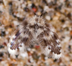 Clytocerus ocellaris