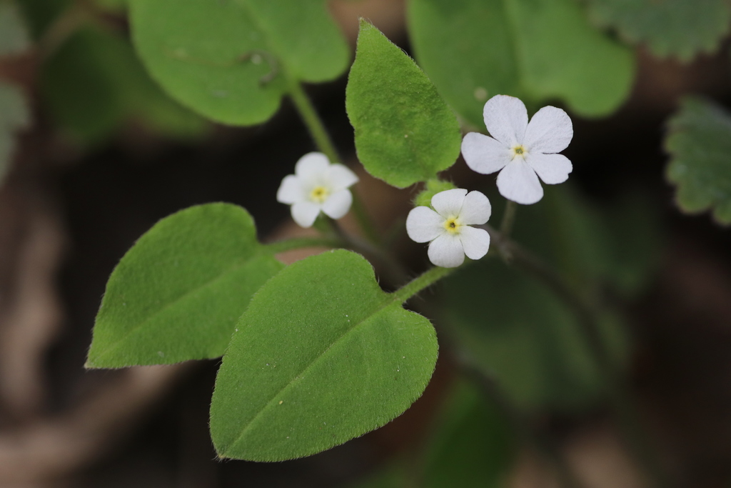 Sinojohnstonia